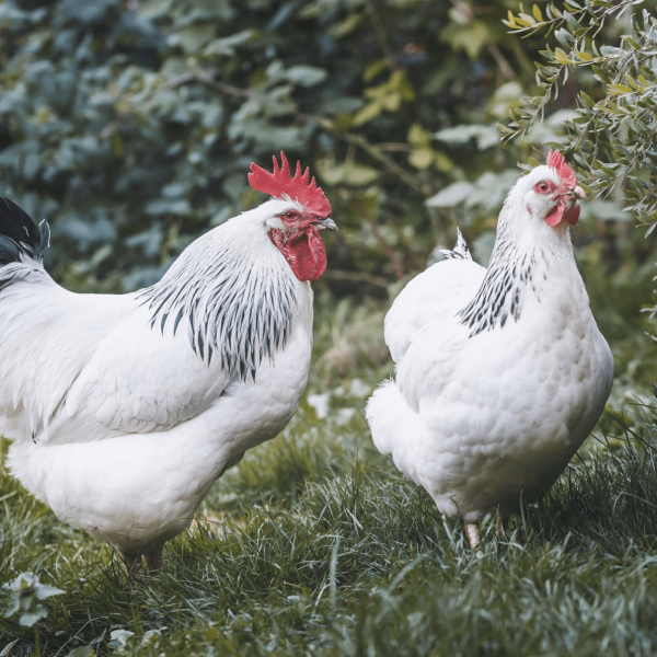 Poules pondeuses