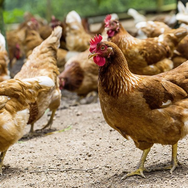 Poules pondeuses